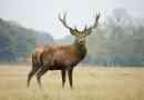 Noble deer